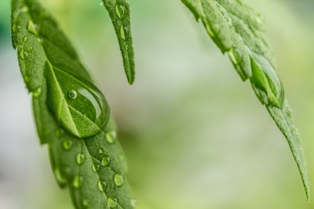 CBD Öl - Wirkung und Anwendung bei Menschen