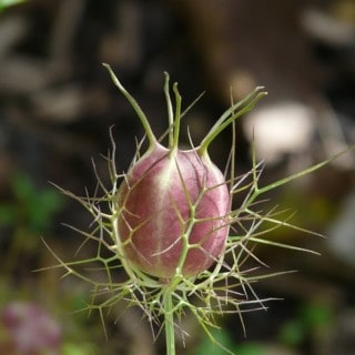 Nigella Sativa Schwarzkümmel Kapsel