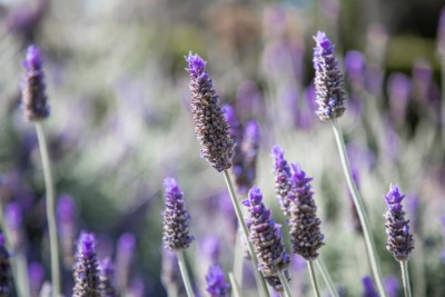 Lavendel - Essbare Blüten aus der Natur oder dem Garten